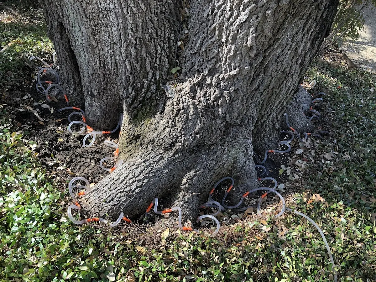 Detailed Shrub and Hedge Trimming job site in Tennessee Colony