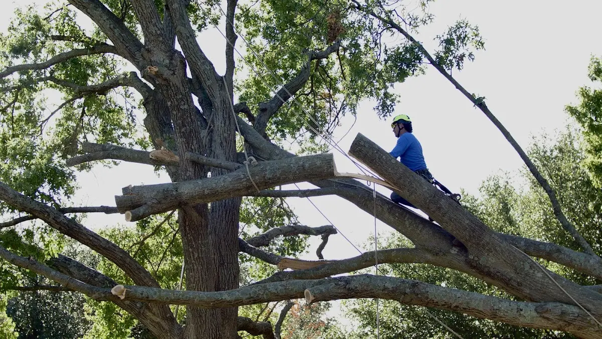Professional Hazardous Tree Removal performed by certified arborists in Tennessee Colony