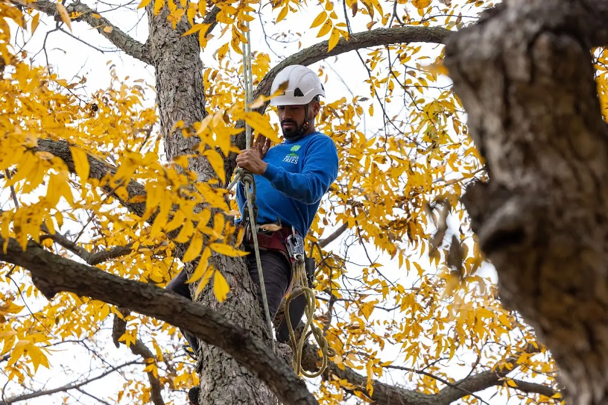 Skilled Storm Damage Cleanup crew working in Tennessee Colony